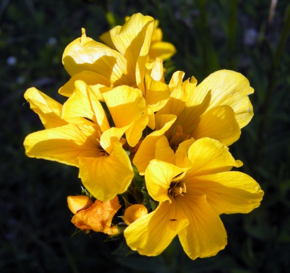 Linum capitatum / Lino capitato